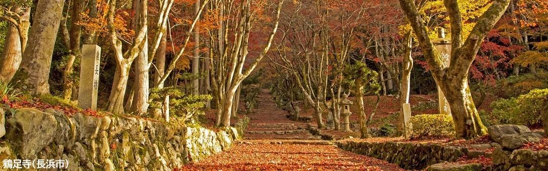 鶏足寺の紅葉