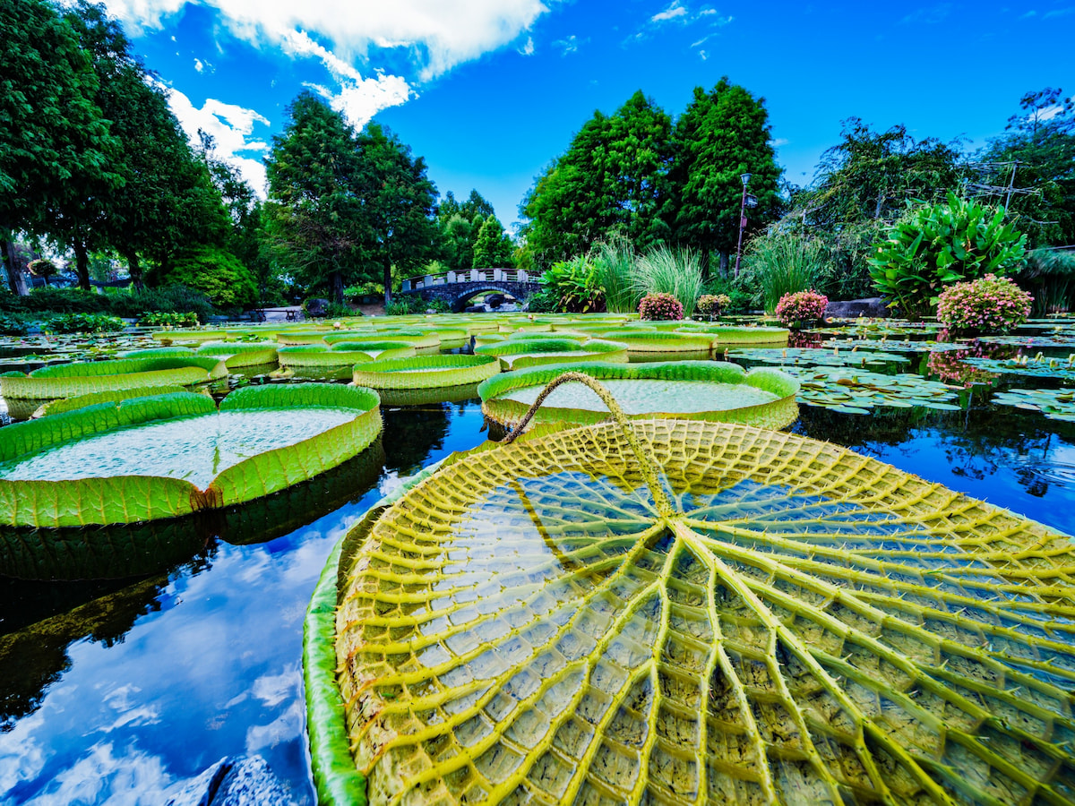 草津市立 水生植物公園みずの森の詳細を表示