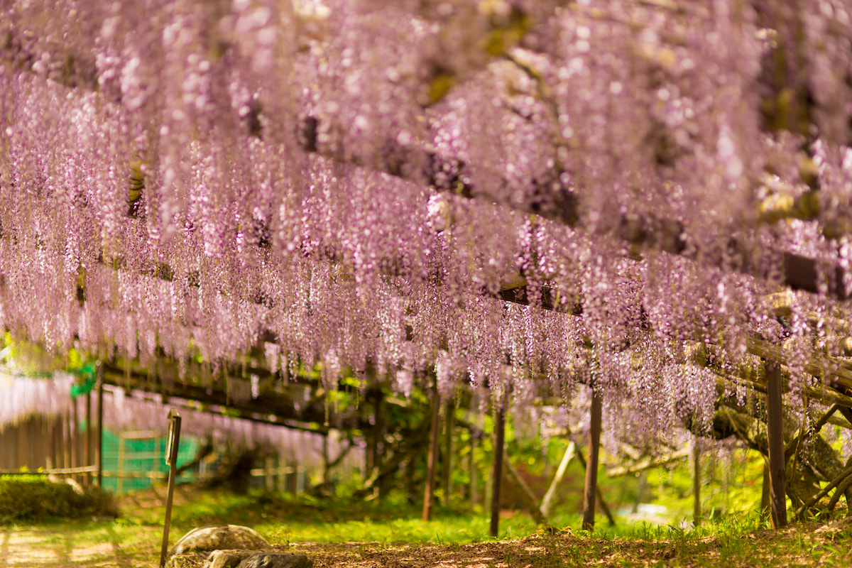 正法寺の詳細を表示