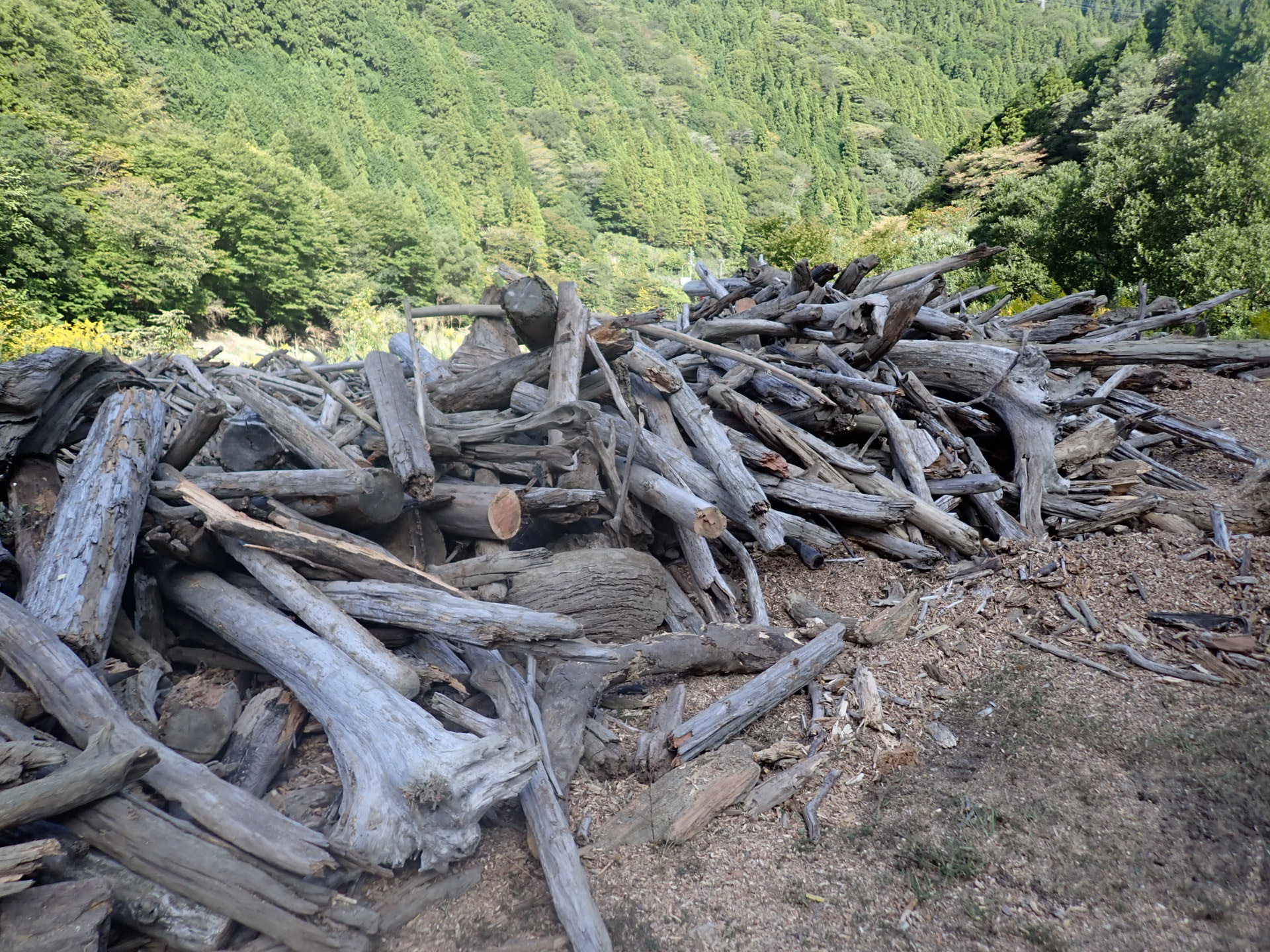 令和7年10月撮影