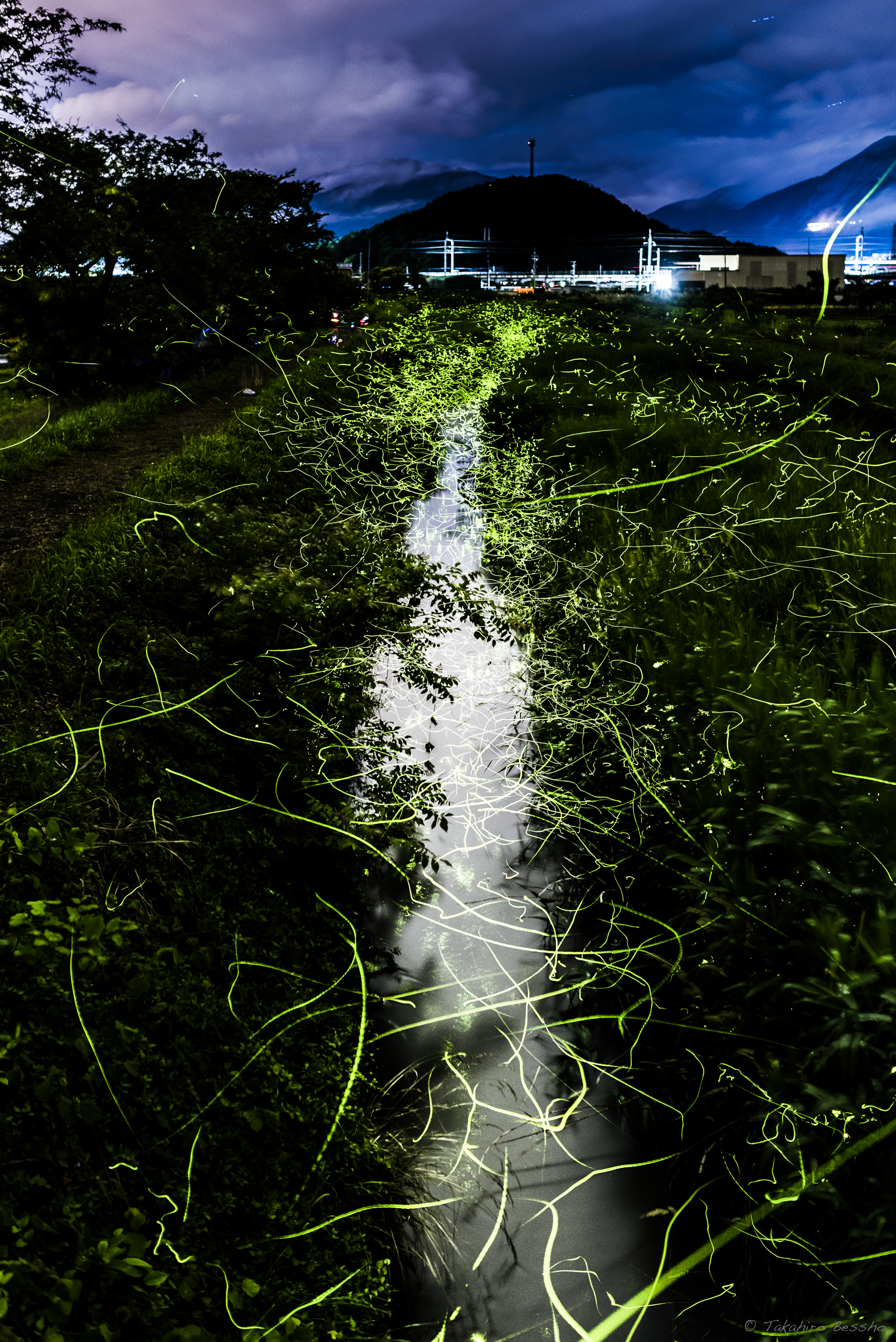 天野川のホタルの詳細を表示