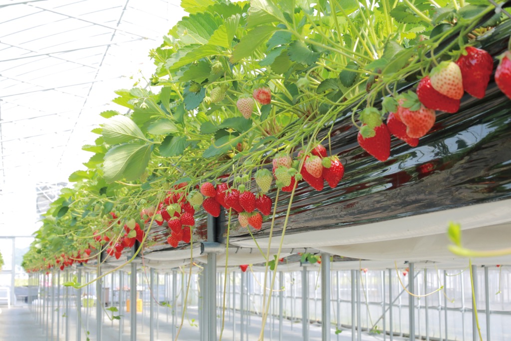いちごが沢山できている様子