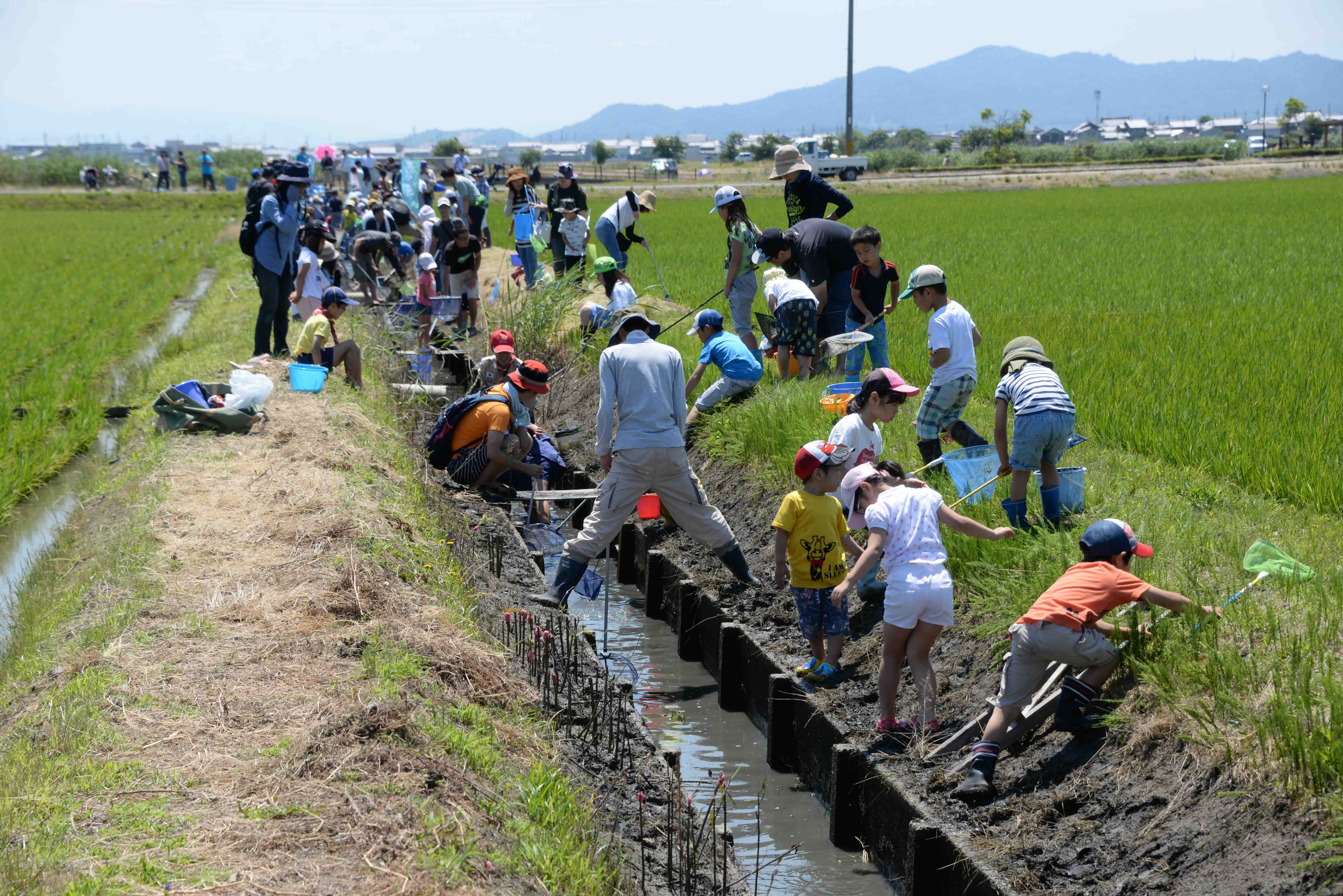 魚のゆりかご水田