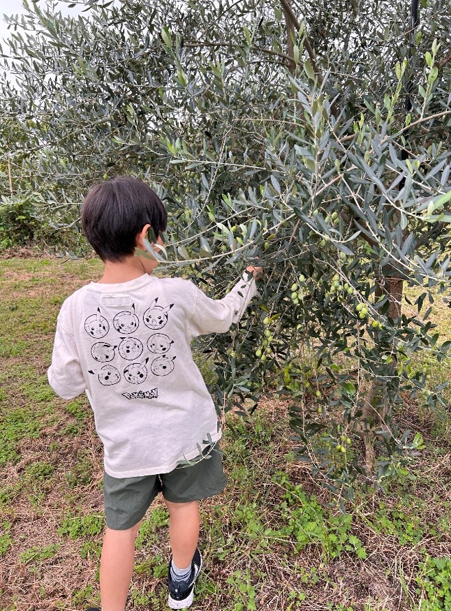 オリーブの収穫