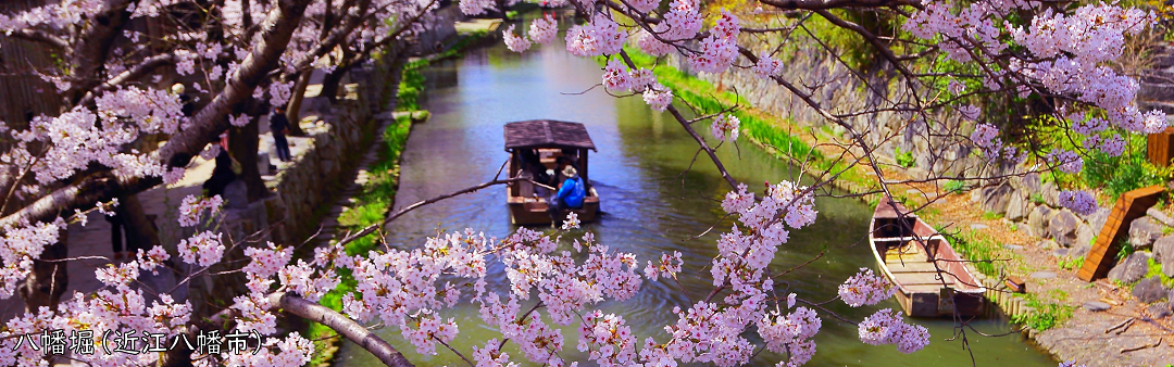 近江八幡市＿八幡堀
八幡堀内を屋形船が航行している画像であり、満開の桜が堀沿いに見えます