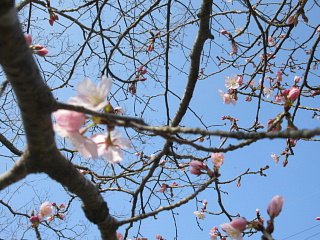 3月30日の日野川ダムのサクラです。