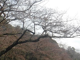 3月30日のうそがわダムの桜です。