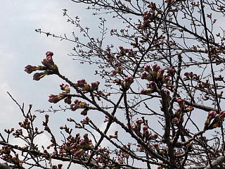 おおづちダムの桜です。
