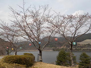 おおづちダムの桜です。