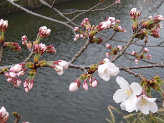 3月31日の写真です。