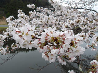 4月1日の写真です。満開に近づきました。