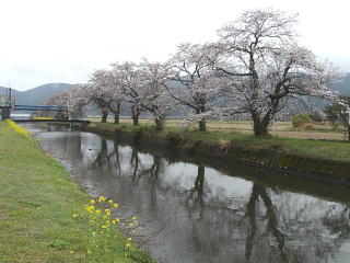 4月1日の写真です。満開に近づきました。