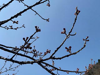 3月30日の石田川ダムです。