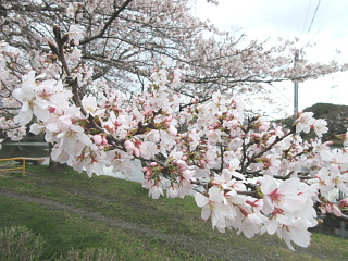 4月2日の日野川ダムのサクラです。