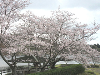 4月2日の日野川ダムのサクラです。