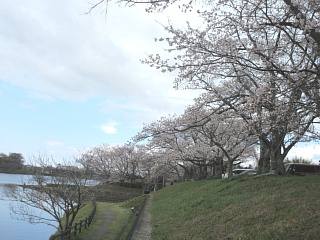 4月2日の日野川ダムのサクラです。