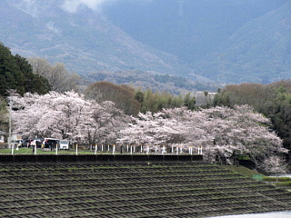 4月2日の日野川ダムのサクラです。