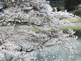 4月2日の写真です。ほぼ満開です。