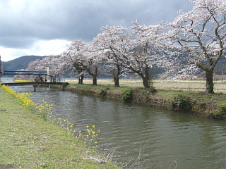 4月2日の写真です。ほぼ満開です。