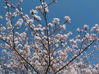 おおづちダムの4月2日の桜です。