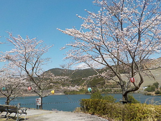 おおづちダムの4月2日の桜です。