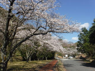 4月2日のうそがわダムの桜です。