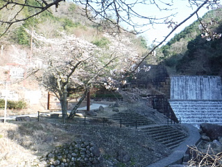 4月2日のうそがわダムの桜です。