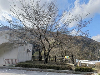 4月2日の桜です。