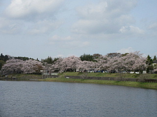 4月6日の日野川ダムのサクラです。