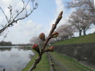 4月6日の日野川ダムのサクラです。
