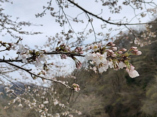 4月5日の姉川ダムの桜です。