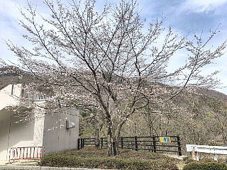 4月5日の姉川ダムの桜です。