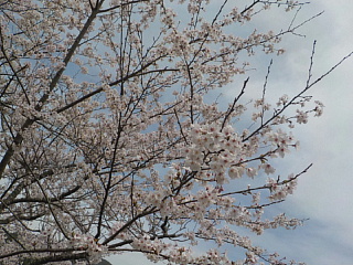 おおづちダムの4月6日の桜です。