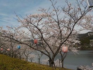 おおづちダムの4月6日の桜です。