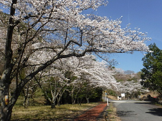4月6日のうそがわダムの桜です。