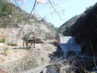 4月6日のうそがわダムの桜です。