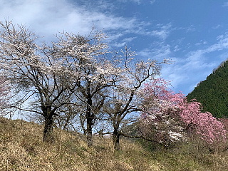 4月6日の石田川ダムの様子です。