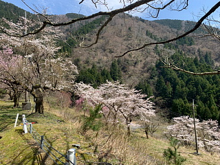 4月6日の石田川ダムの斜面部の様子です。