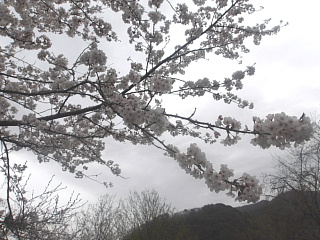 4月7日の姉川ダムの桜です。