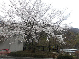4月7日の姉川ダムの桜です。