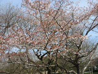 4月9日の日野川ダムのサクラ、ソメイヨシノです。