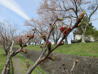 4月9日の日野川ダムのヤエザクラです。