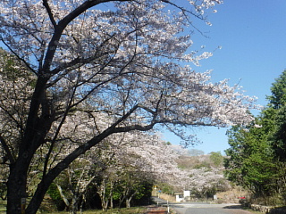 4月8日のうそがわダムの桜です。