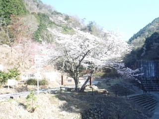 4月8日のうそがわダム上流の桜です。