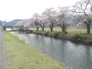 4月9日の余呉湖の桜です。