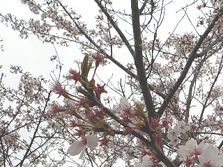 おおづちダムの4月9日の桜です。