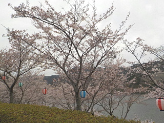おおづちダムの4月9日の桜です。