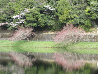 4月13日の日野川ダムの八重桜です。