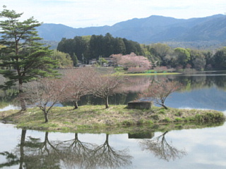 4月13日の日野川ダムの八重桜です。