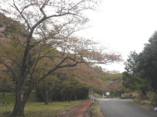 4月13日のうそがわダムの桜です。